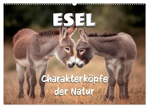 Esel - Charakterköpfe der Natur (Wandkalender 2027 DIN A2 quer), CALVENDO Monatskalender