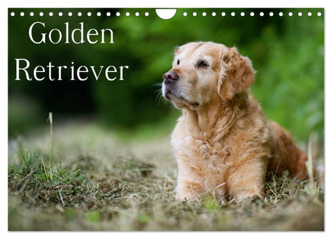 Golden Retriever (Wandkalender 2026 DIN A4 quer), CALVENDO Monatskalender