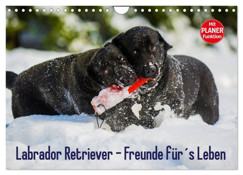 Labrador Retriever - Freunde für´s Leben (Wandkalender 2026 DIN A4 quer), CALVENDO Monatskalender