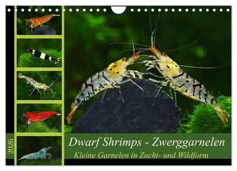 Dwarf Shrimps - Zwerggarnelen (Wandkalender 2026 DIN A4 quer), CALVENDO Monatskalender