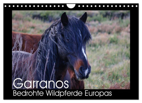 Garranos - Bedrohte Wildpferde Europas (Wandkalender 2027 DIN A4 quer), CALVENDO Monatskalender