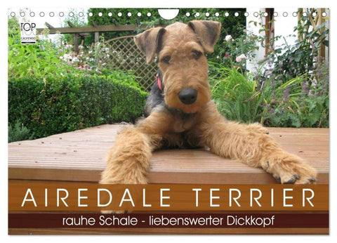 Airedale Terrier (Wandkalender 2027 DIN A4 quer), CALVENDO Monatskalender