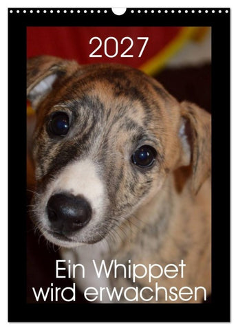 Ein Whippet wird erwachsen (Wandkalender 2027 DIN A3 hoch), CALVENDO Monatskalender