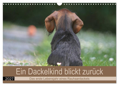 Ein Dackelkind blickt zurück (Wandkalender 2027 DIN A3 quer), CALVENDO Monatskalender