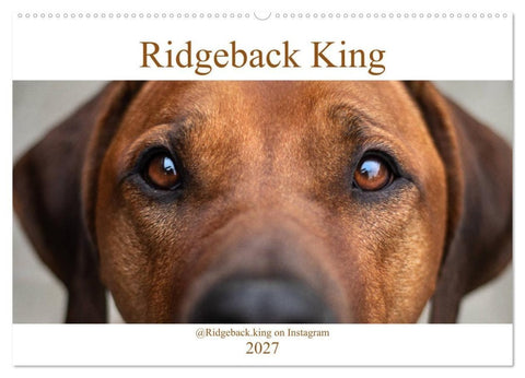 Ridgeback King (Wandkalender 2027 DIN A2 quer), CALVENDO Monatskalender