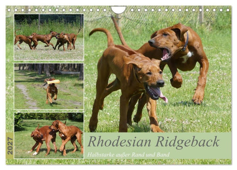 Rhodesian Ridgeback - Halbstarke außer Rand und Band (Wandkalender 2027 DIN A4 quer), CALVENDO Monatskalender