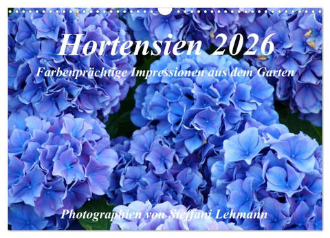Hortensien 2026. Farbenprächtige Impressionen aus dem Garten (Wandkalender 2026 DIN A3 quer), CALVENDO Monatskalender