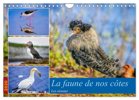 La faune de nos côtes les oiseaux (Calendrier mural 2026 DIN A4 vertical), CALVENDO calendrier mensuel