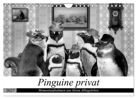 Pinguine privat (Wandkalender 2027 DIN A4 quer), CALVENDO Monatskalender
