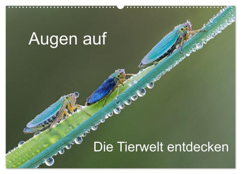 Augen auf - versteckte Tierwelt (Wandkalender 2026 DIN A2 quer), CALVENDO Monatskalender