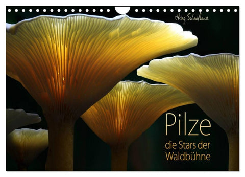 Pilze - die Stars der Waldbühne (Wandkalender 2026 DIN A4 quer), CALVENDO Monatskalender