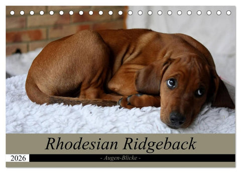 Rhodesian Ridgeback Augen-Blicke (Tischkalender 2026 DIN A5 quer), CALVENDO Monatskalender