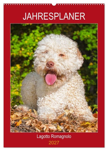 Jahresplaner Lagotto Romagnolo (Wandkalender 2027 DIN A2 hoch), CALVENDO Monatskalender