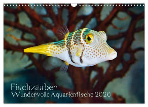 Fischzauber - Wundervolle Aquarienfische (Wandkalender 2026 DIN A3 quer), CALVENDO Monatskalender