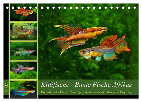 Killifische – Bunte Fische Afrikas (Tischkalender 2027 DIN A5 quer), CALVENDO Monatskalender
