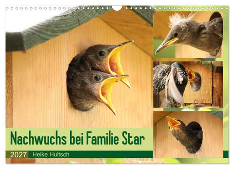 Nachwuchs bei Familie Star (Wandkalender 2027 DIN A3 quer), CALVENDO Monatskalender