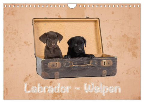 Labrador - Welpen (Wandkalender 2026 DIN A4 quer), CALVENDO Monatskalender