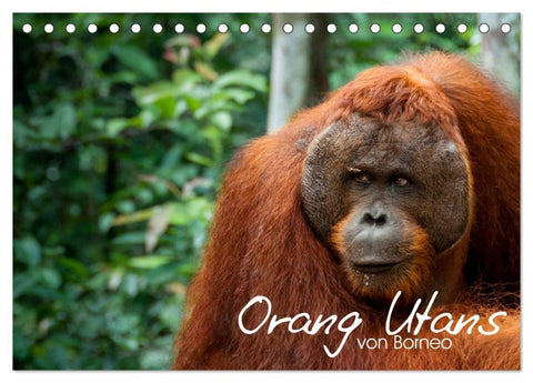 Orang Utans von Borneo Tierkalender 2026 (Tischkalender 2026 DIN A5 quer), CALVENDO Monatskalender