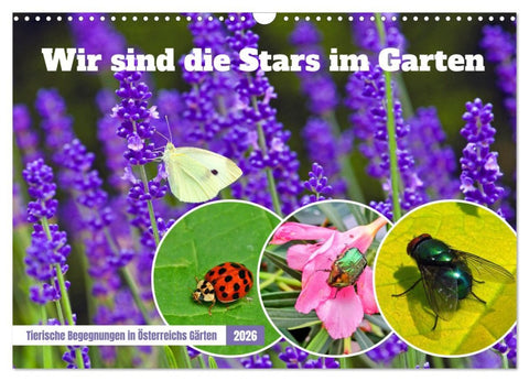 Wir sind die Stars im Garten (Wandkalender 2026 DIN A3 quer), CALVENDO Monatskalender