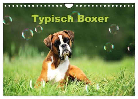 Typisch Boxer (Wandkalender 2026 DIN A4 quer), CALVENDO Monatskalender