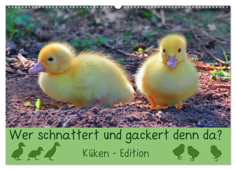 Wer schnattert und gackert denn da? - Küken-Edition (Wandkalender 2027 DIN A2 quer), CALVENDO Monatskalender