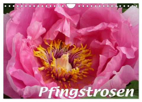 Pfingstrosen (Wandkalender 2027 DIN A4 quer), CALVENDO Monatskalender
