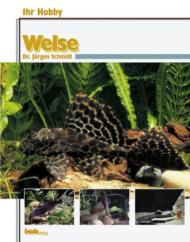 Welse