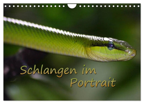 Schlangen im Portrait (Wandkalender 2027 DIN A4 quer), CALVENDO Monatskalender