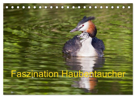 Faszination Haubentaucher (Tischkalender 2027 DIN A5 quer), CALVENDO Monatskalender