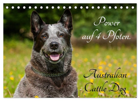 Power auf 4 Pfoten. Australian Cattle Dog (Tischkalender 2027 DIN A5 quer), CALVENDO Monatskalender