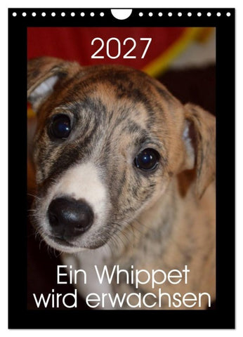 Ein Whippet wird erwachsen (Wandkalender 2027 DIN A4 hoch), CALVENDO Monatskalender