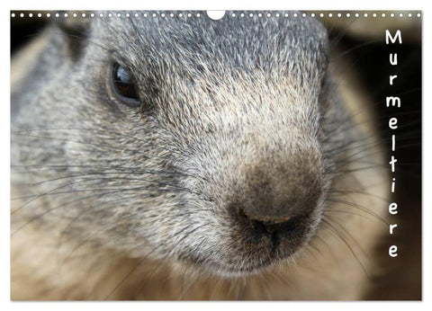 Murmeltiere (Wandkalender 2027 DIN A3 quer), CALVENDO Monatskalender