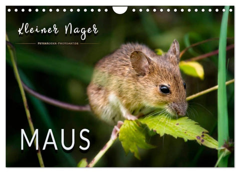 Kleiner Nager - Maus (Wandkalender 2027 DIN A4 quer), CALVENDO Monatskalender