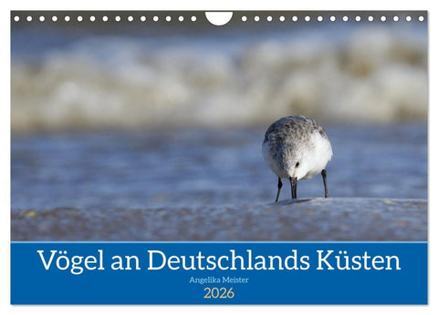 Vögel an Deutschlands Küsten (Wandkalender 2026 DIN A4 quer), CALVENDO Monatskalender