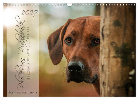 Rhodesian Ridgeback - Herzen auf vier Pfoten (Wandkalender 2027 DIN A3 quer), CALVENDO Monatskalender