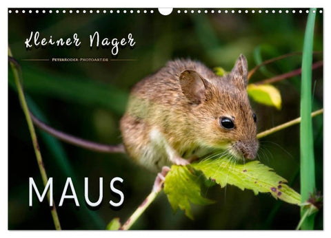 Kleiner Nager - Maus (Wandkalender 2027 DIN A3 quer), CALVENDO Monatskalender