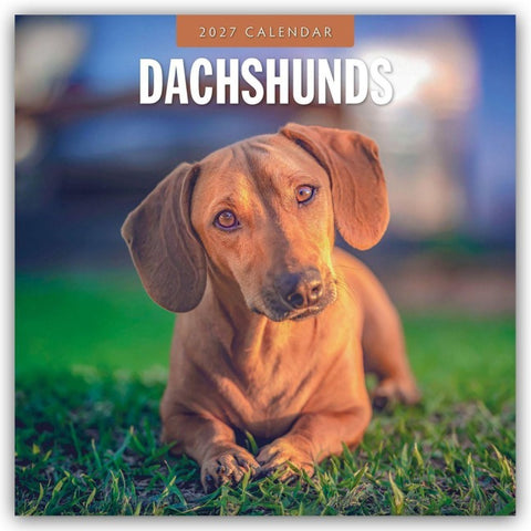 Dachshunds – Dackel – Dachshunde 2027 – 16-Monatskalender
