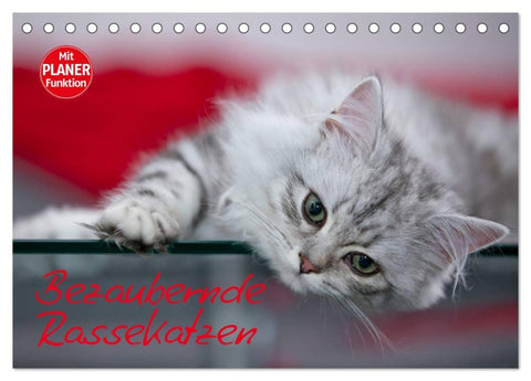 Bezaubernde Rassekatzen (Tischkalender 2026 DIN A5 quer), CALVENDO Monatskalender