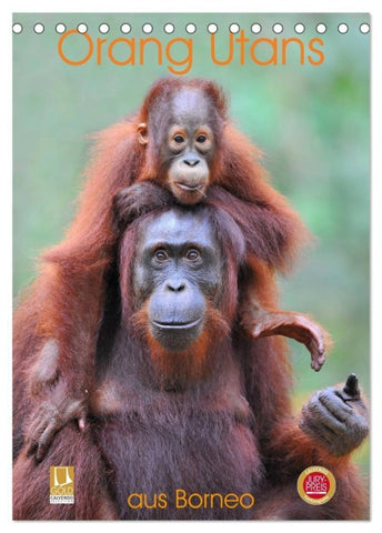 Orang Utans aus Borneo (Tischkalender 2027 DIN A5 hoch), CALVENDO Monatskalender
