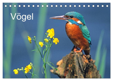 Vögel (Tischkalender 2027 DIN A5 quer), CALVENDO Monatskalender