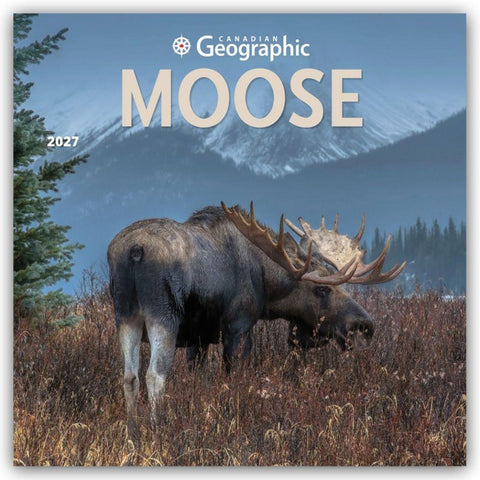 Moose – Elche 2027 – 16-Monatskalender