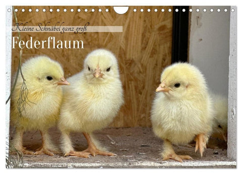 Federflaum - Kleine Schnäbel ganz groß (Wandkalender 2027 DIN A4 quer), CALVENDO Monatskalender