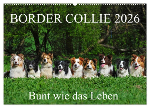 Border Collie 2026 (Wandkalender 2026 DIN A2 quer), CALVENDO Monatskalender