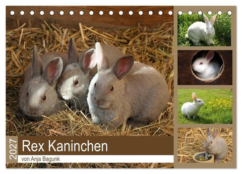 Rex - Kaninchen (Tischkalender 2027 DIN A5 quer), CALVENDO Monatskalender