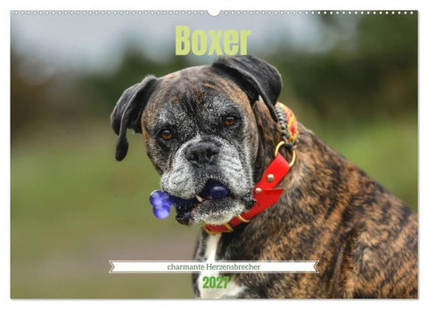 Boxer - charmante Herzensbrecher (Wandkalender 2027 DIN A2 quer), CALVENDO Monatskalender