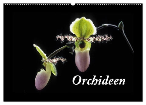 Orchideen 2027 (Wandkalender 2027 DIN A2 quer), CALVENDO Monatskalender