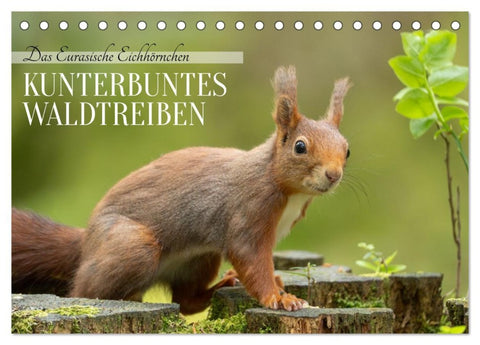 Das Eurasische Eichhörnchen - Kunterbuntes Waldtreiben (Tischkalender 2026 DIN A5 quer), CALVENDO Monatskalender