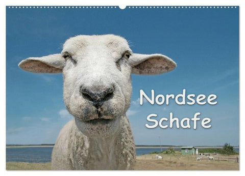 Nordsee Schafe (Wandkalender 2027 DIN A2 quer), CALVENDO Monatskalender