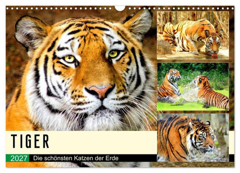 Tiger. Die schönsten Katzen der Erde (Wandkalender 2027 DIN A3 quer), CALVENDO Monatskalender