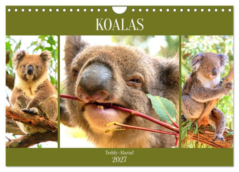 Koalas. Teddy-Alarm! (Wandkalender 2027 DIN A4 quer), CALVENDO Monatskalender